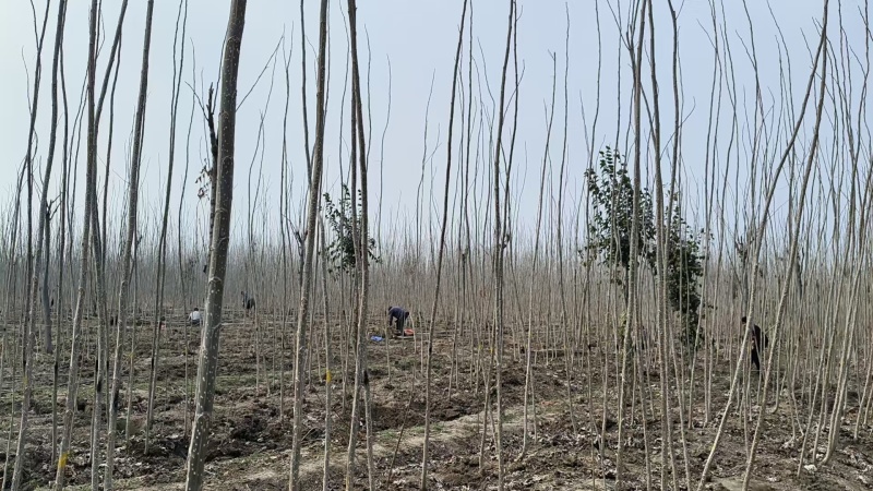 速生杨树苗，大量上市，一手货源，基地直发，量大从优