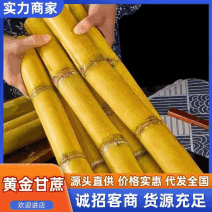 【黄皮甘蔗】广东翁源黄皮甘蔗条形好卖相好现场挑货满意为止