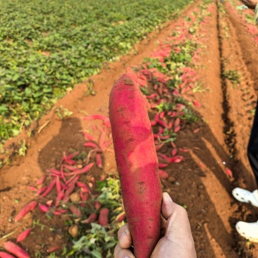【实力推荐】湛江产区西瓜红基地大量有货一手货源全国发货