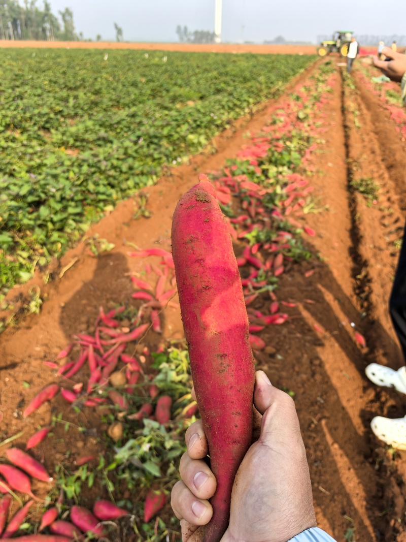 【实力推荐】湛江产区西瓜红基地大量有货一手货源全国发货