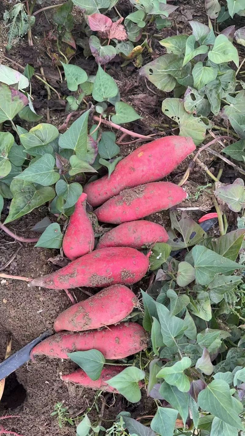 【实力推荐】湛江产区西瓜红基地大量有货一手货源全国发货
