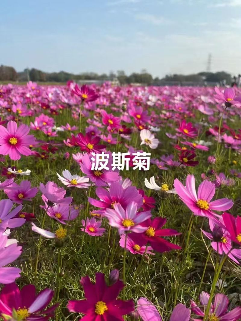 精品波斯菊种子多重人工分拣提取优质花种提供种植技术