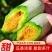 山东羊角蜜头茬新鲜采摘现摘现发电商一件代发包邮
