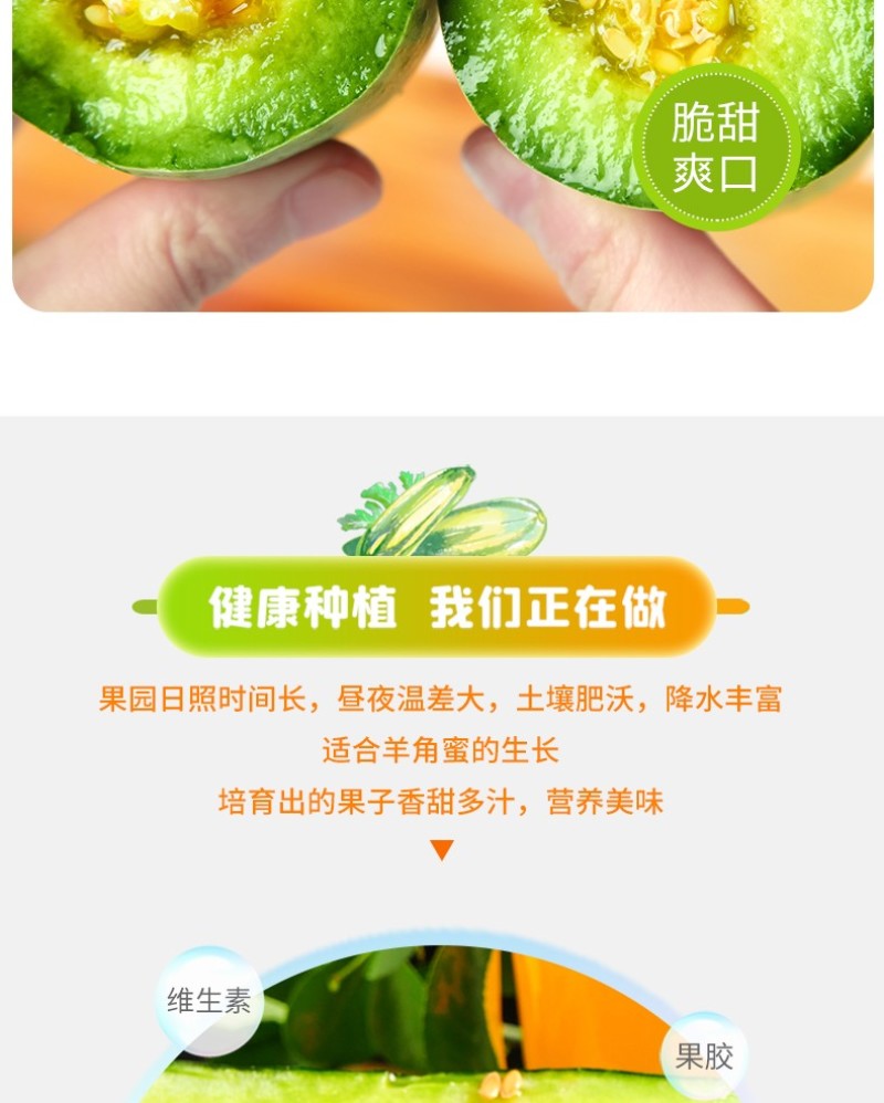 山东羊角蜜头茬新鲜采摘现摘现发电商一件代发包邮