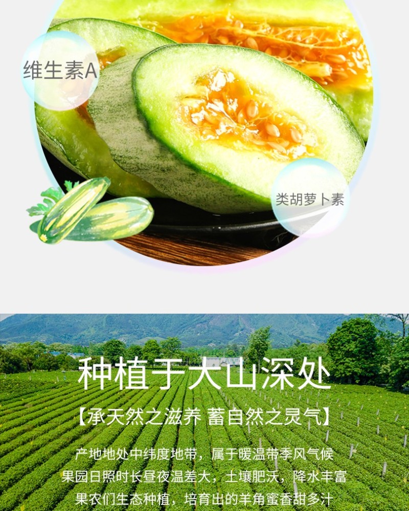 山东羊角蜜头茬新鲜采摘现摘现发电商一件代发包邮