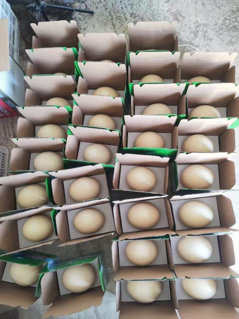 河北鸵鸟蛋一手货源泡沫箱纸箱礼品盒都有按需打包分拣