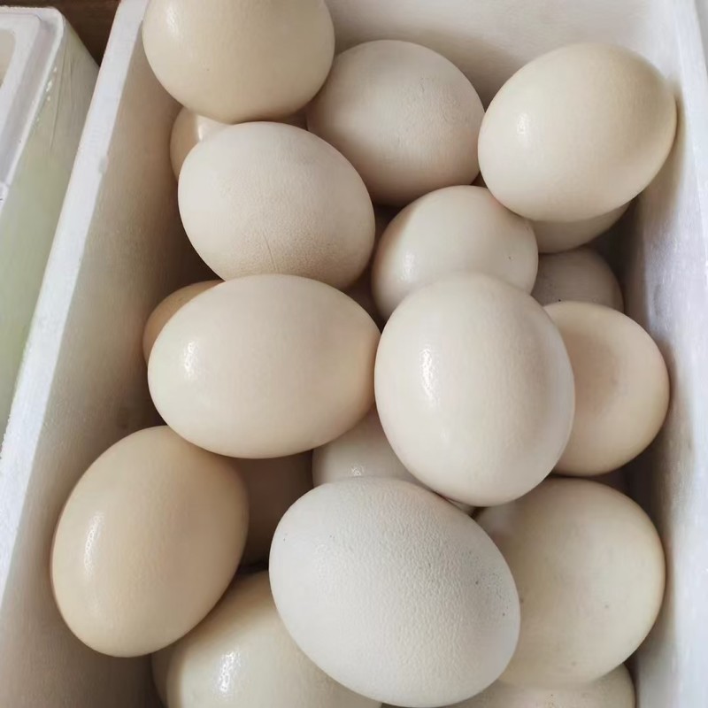 河北鸵鸟蛋一手货源泡沫箱纸箱礼品盒都有按需打包分拣