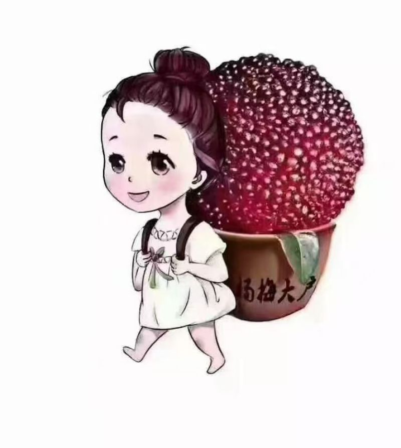 乌紫杨梅苏州东山原厂地现货采摘生产批发销售团购价格优惠