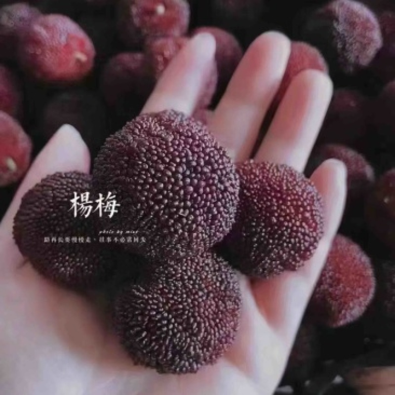 乌紫杨梅苏州东山原厂地现货采摘生产批发销售团购价格优惠
