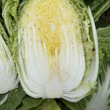 云南大白菜