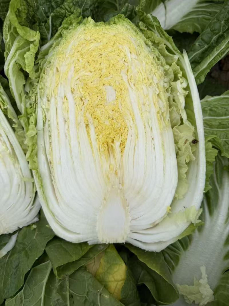 云南大白菜