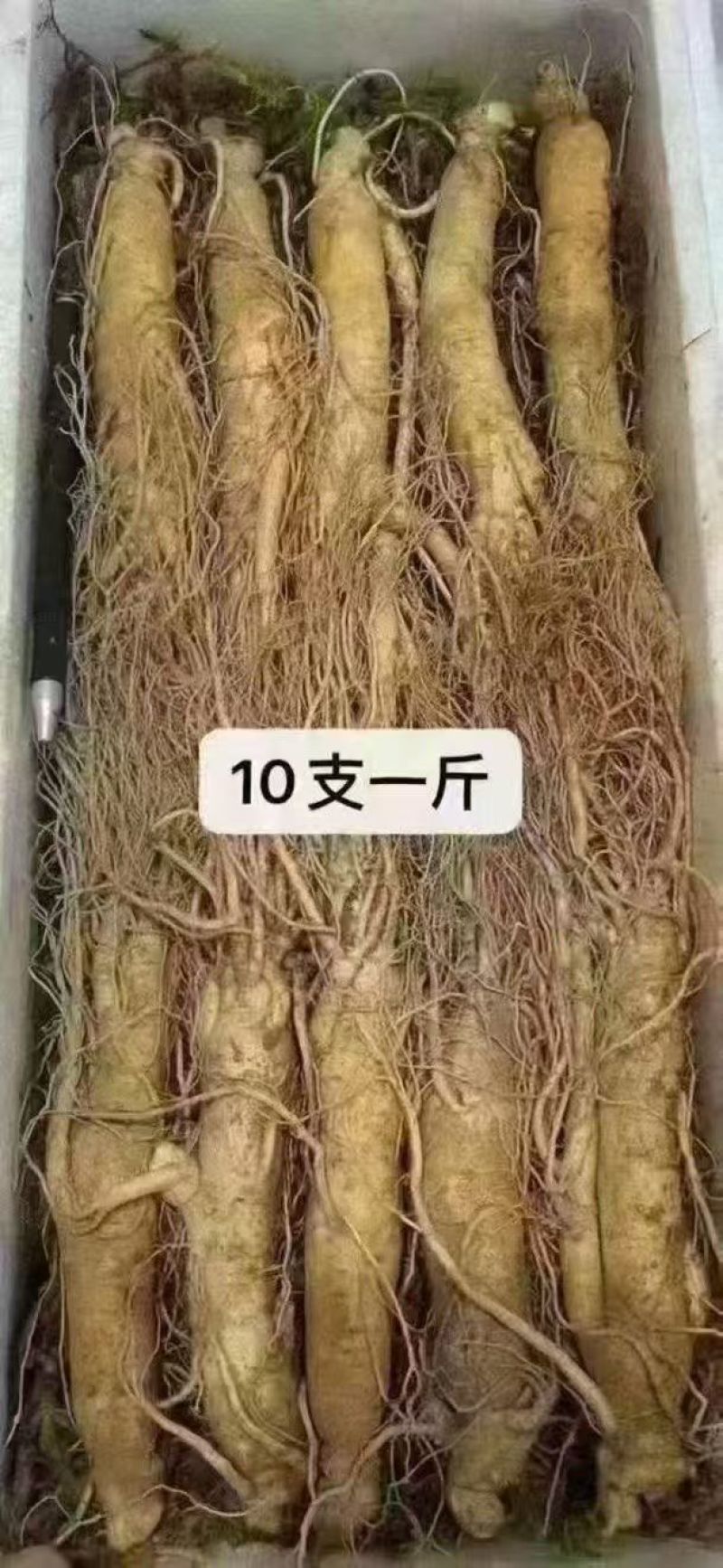 鲜人参，一盒也是批发价，常年有货，冷库储存可对接全国客商