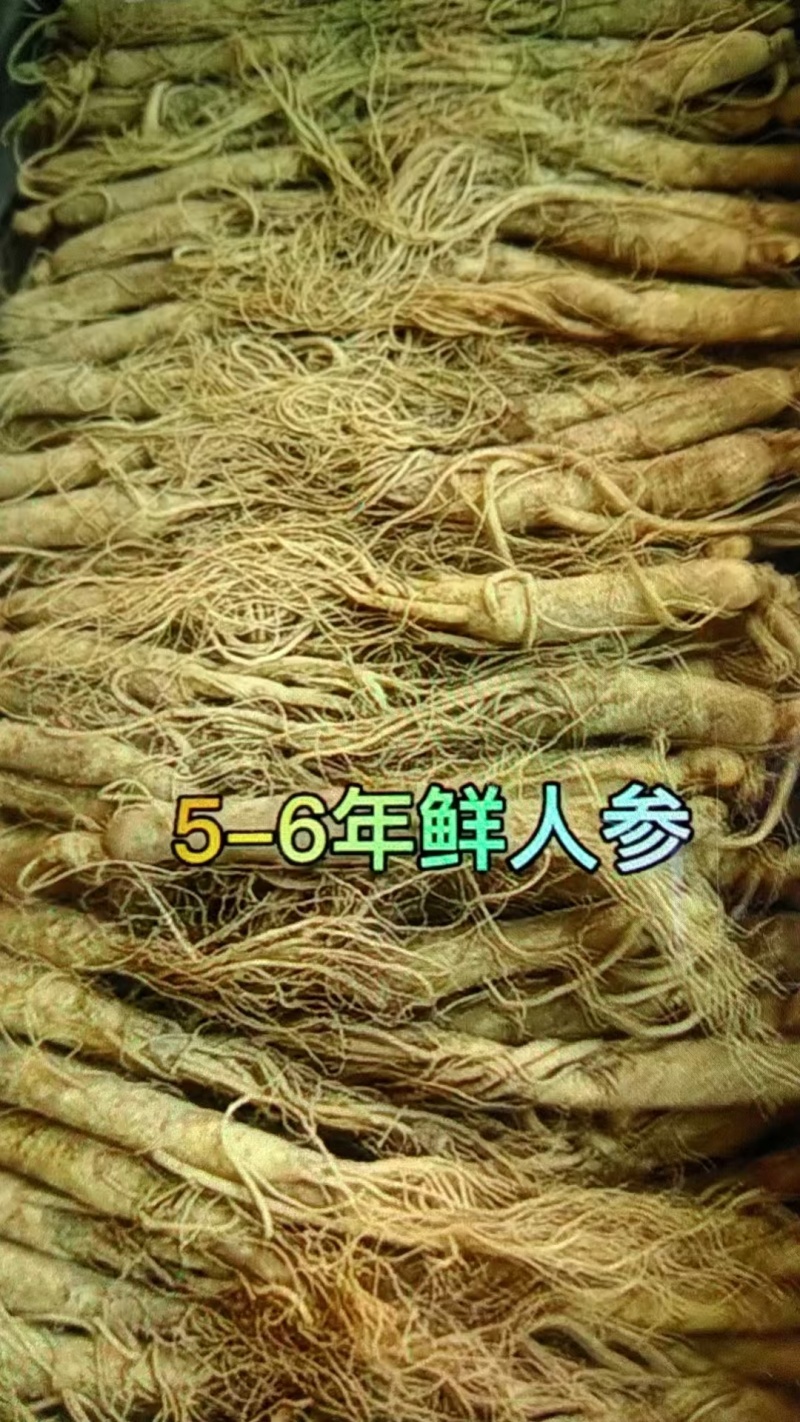 鲜人参，一盒也是批发价，常年有货，冷库储存可对接全国客商