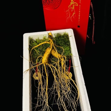 【实力推荐】精品林下参，品类齐全常年有货冷库储存欢迎采购