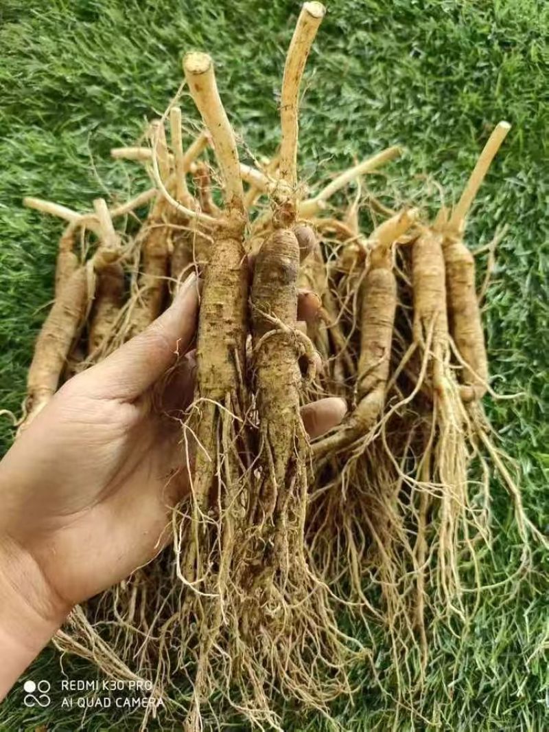【优选】精品人参/长白山鲜参/产地货源/接电商/定制包装