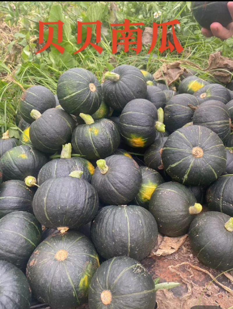 广东湛江贝贝南瓜/产地直发/质量保证/对接超市等全国供应