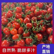 广东圣女果精品千禧圣女果产地直发对接电商市场商超