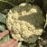 陕西精品松花菜量大从优/诚信经营/产地直发/欢迎来电