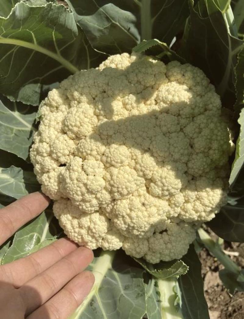 陕西精品松花菜量大从优/诚信经营/产地直发/欢迎来电