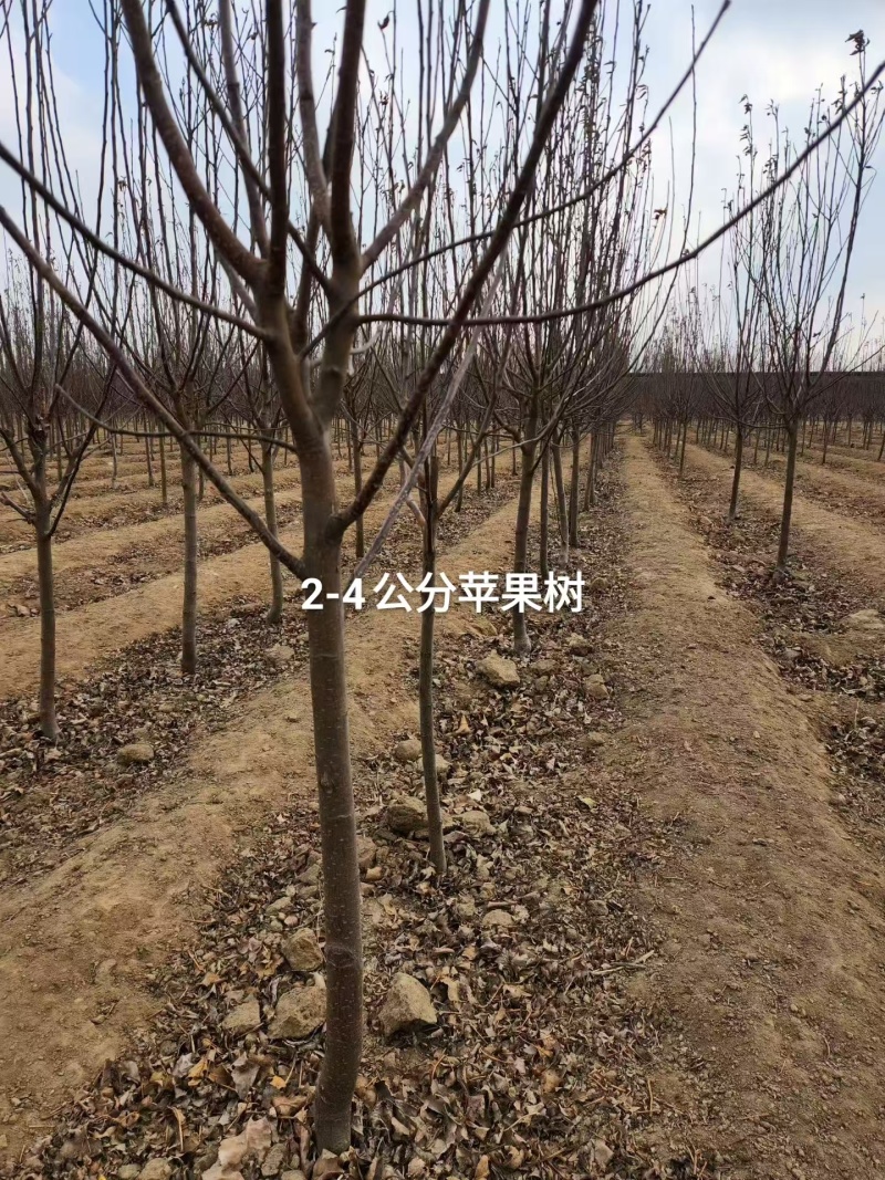 苹果苗国光富士黄金维纳斯鲁丽金帅2号美国8号