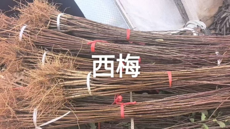 李子苗西梅李子苗苗场直发提供技术可视频看货