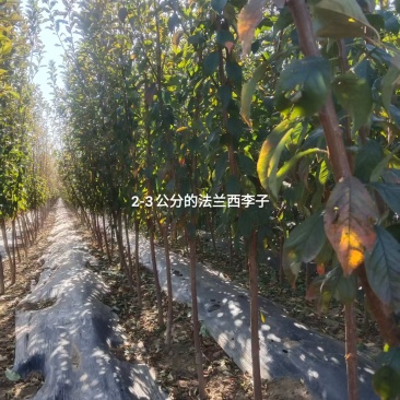 李子苗西梅李子苗苗场直发提供技术可视频看货