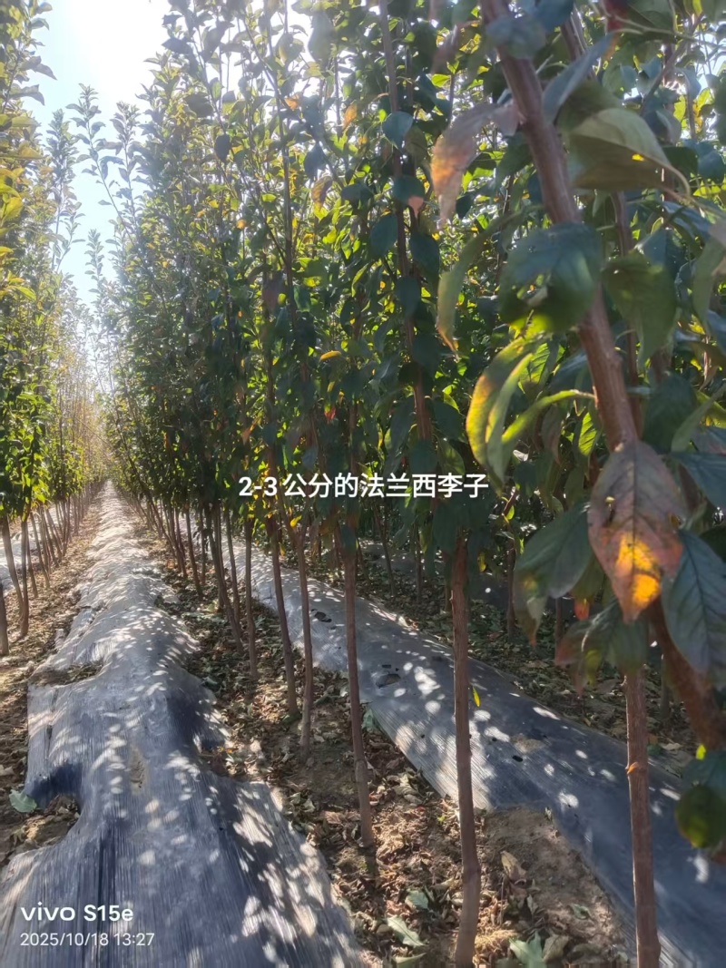 李子苗西梅李子苗苗场直发提供技术可视频看货
