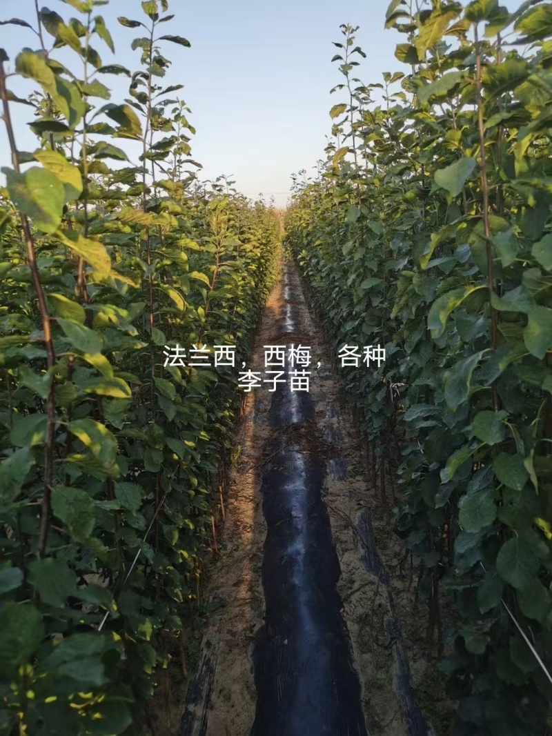 李子苗西梅李子苗苗场直发提供技术可视频看货