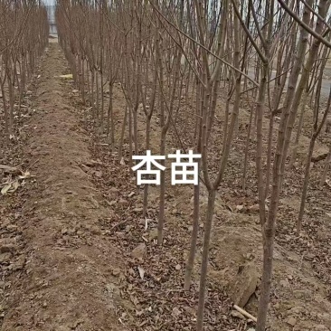 河北杏树苗苗场发货可视频看苗提供技术指导