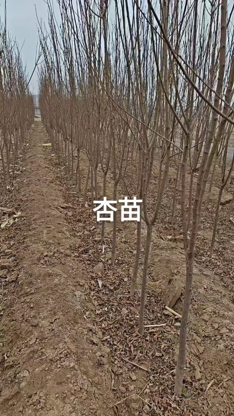 河北杏树苗苗场发货可视频看苗提供技术指导