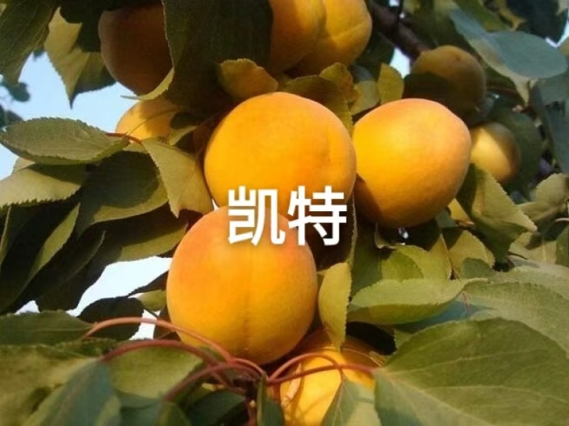 河北杏树苗苗场发货可视频看苗提供技术指导
