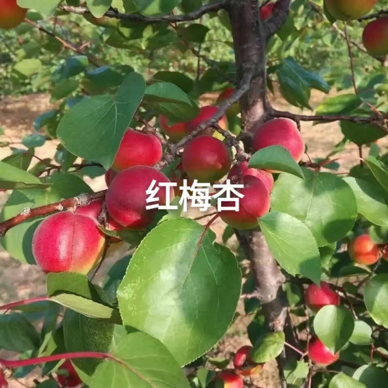 河北杏树苗苗场发货可视频看苗提供技术指导