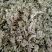 蜜蒙花中药材密蒙花干花蜜蒙花新货无杂产地货源蜜蒙