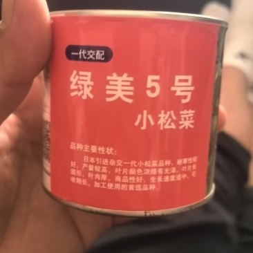 绿美5号小菘菜种子日本进口杂交小菘菜种子不易抽苔高产