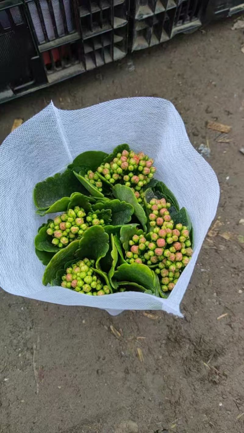 山东长寿花苗圃直发货源充足可视频看货欢迎下单