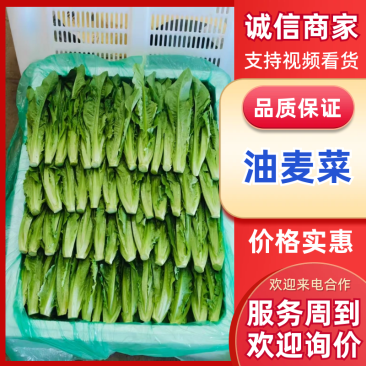 油麦菜基地直供，量大从优，规格齐全，欢迎来电洽谈更优惠