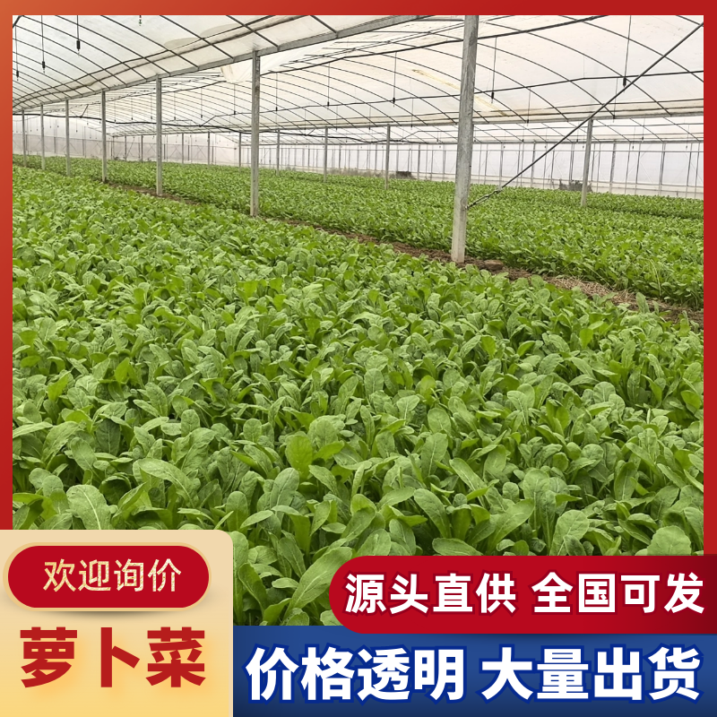 萝卜苗叶菜大量现货供应，品质保证，代发全国客商欢迎电联