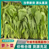 萝卜菜萝卜苗菜大量现货供应，品质保证，对接市场批发商