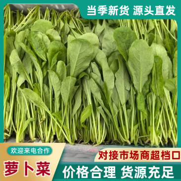 萝卜菜萝卜苗菜大量现货供应，品质保证，对接市场批发商