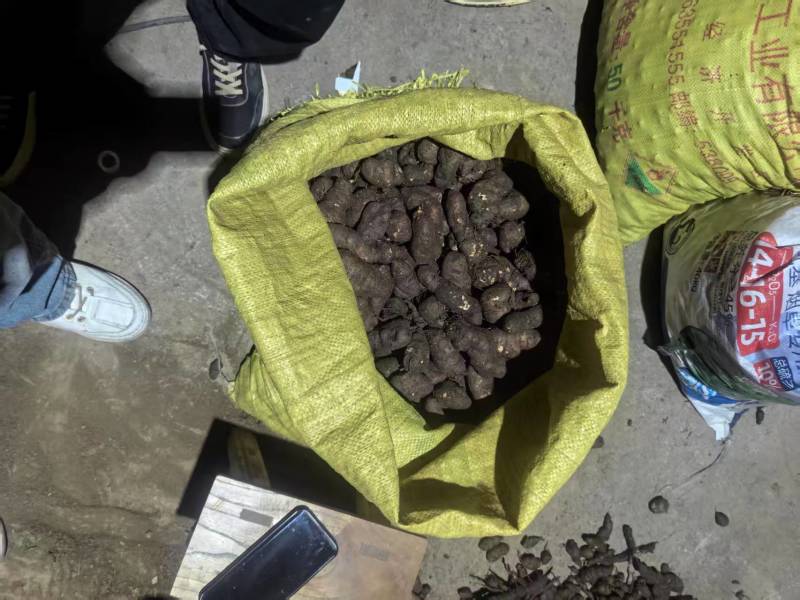 新鲜三叶青果产地直发品质保证支持视频看货欢迎来电
