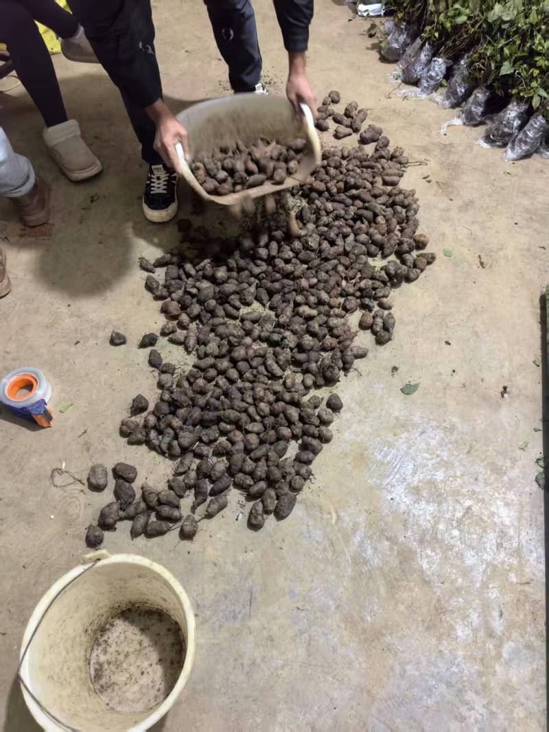 新鲜三叶青果产地直发品质保证支持视频看货欢迎来电