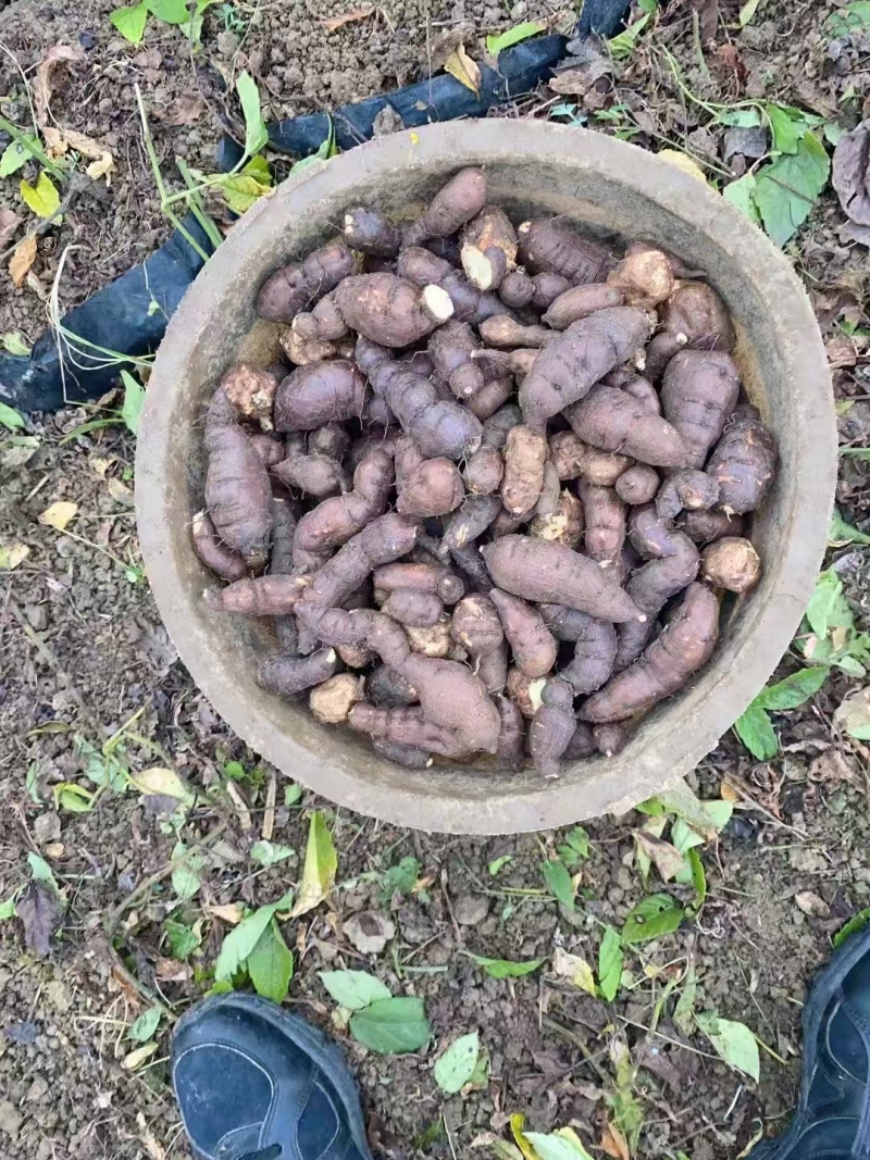 新鲜三叶青果产地直发品质保证支持视频看货欢迎来电