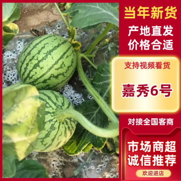 湖北精品嘉秀6号西瓜大量上市价格实惠品质保证