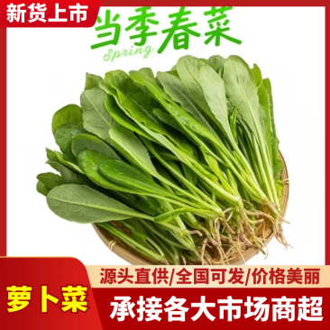 萝卜苗叶菜大量现货供应，品质保证，代发全国客商欢迎电联