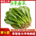 萝卜苗叶菜大量现货供应，品质保证，代发全国客商欢迎电联