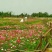 【精选】菊花种苗野花组合种子多重检测质优价廉