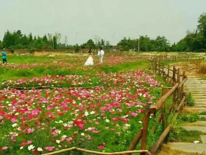 【精选】菊花种苗野花组合种子多重检测质优价廉