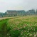 【精选】菊花种苗野花组合种子多重检测质优价廉
