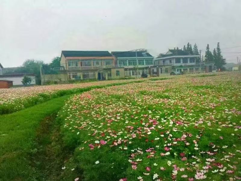 【精选】菊花种苗野花组合种子多重检测质优价廉