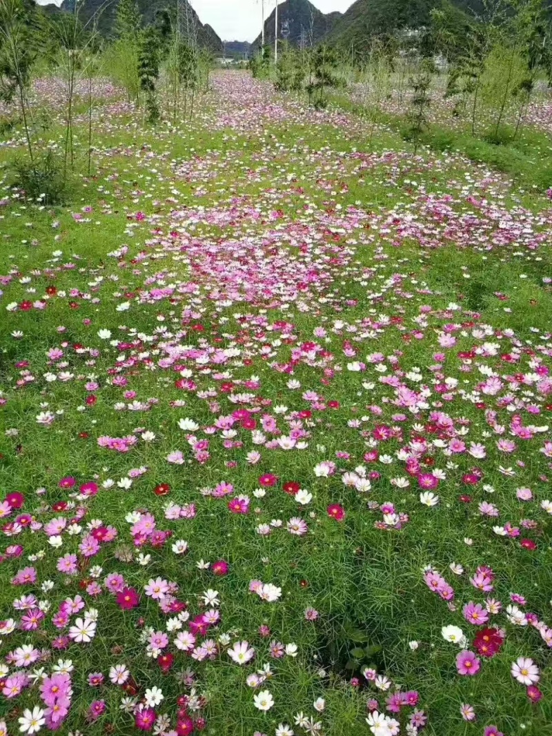【精选】菊花种苗野花组合种子多重检测质优价廉